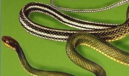 娱乐圈爆料大花蛇